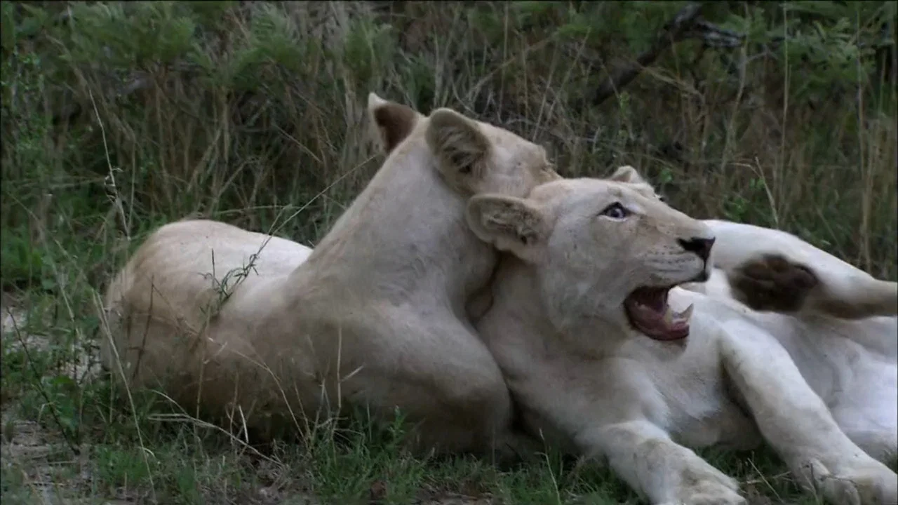 The White Lions - 剧照