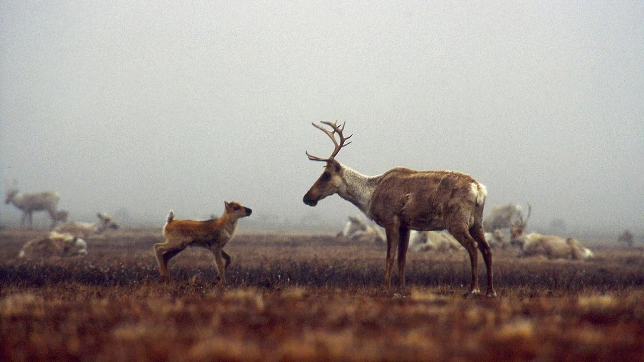 Being Caribou - 剧照