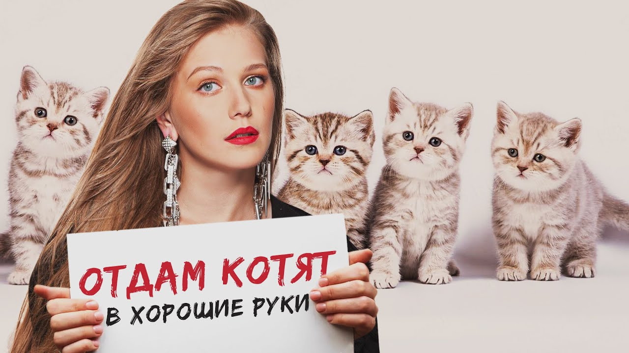 Отдам котят в хорошие руки - 剧照