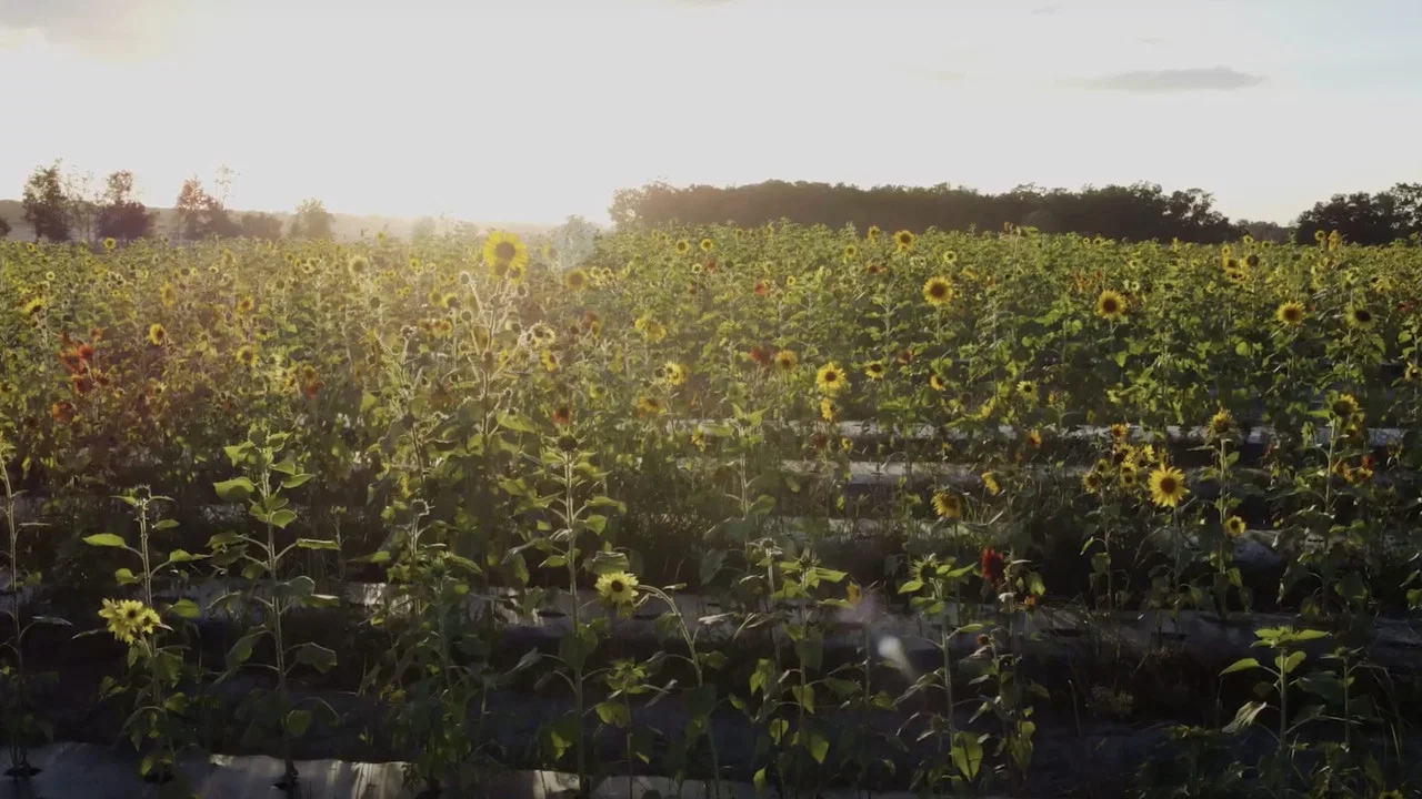 Sunflower - 剧照
