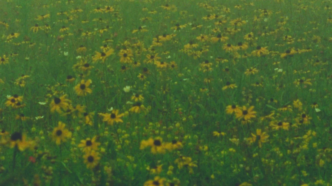 Mountain Wildflowers - 剧照