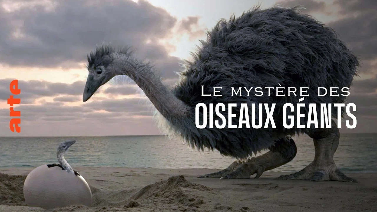 Le myst&egrave;re des oiseaux g&eacute;ants - 剧照