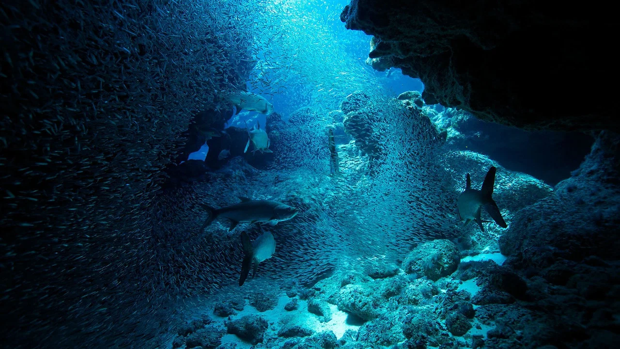 Atlantic: The Wildest Ocean on Earth - 剧照