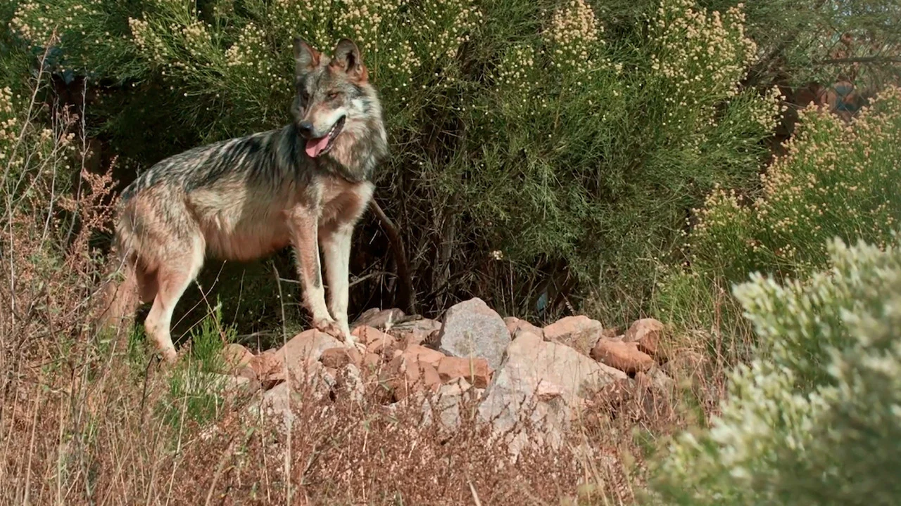 Lobo Mexicano - 剧照