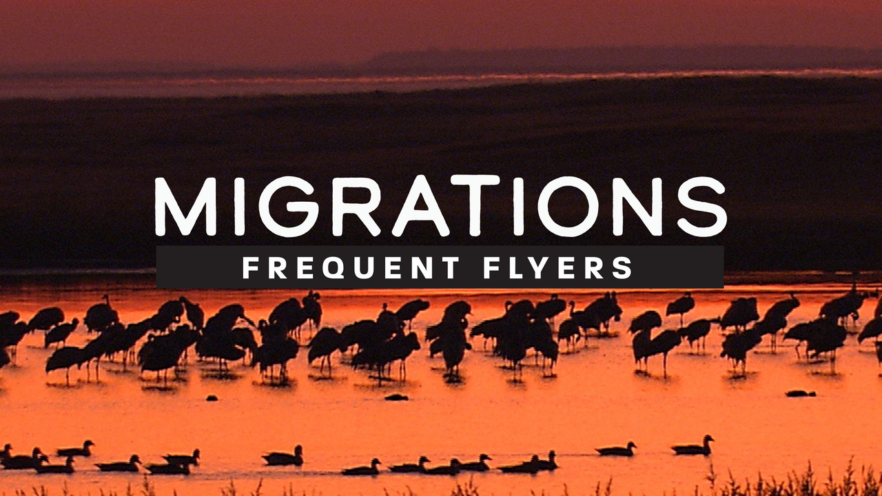 Migrations: Frequent Flyers - 剧照