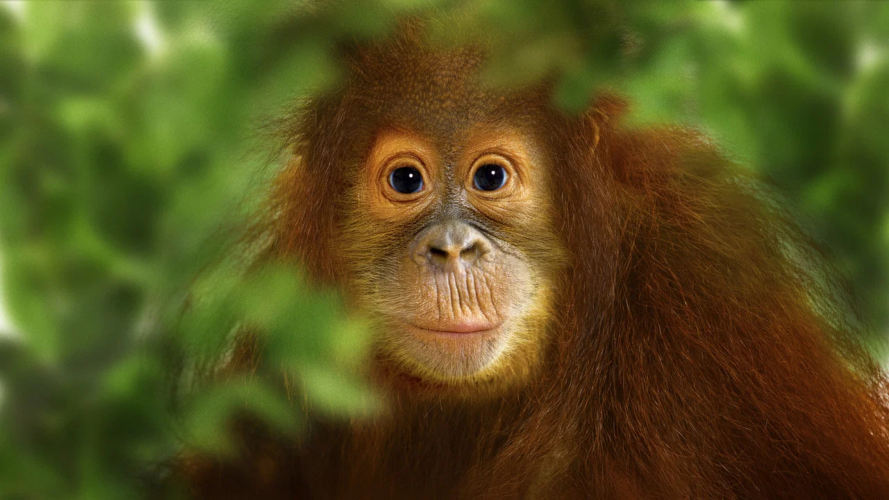Operation Orangutan - 剧照