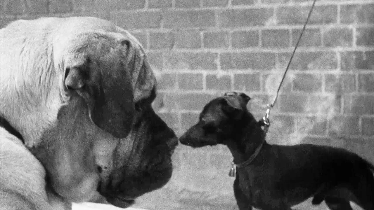A Cat And Dog Life - 剧照
