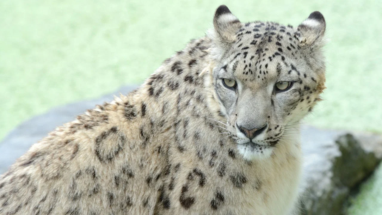 Snow Leopards and Friends - 剧照