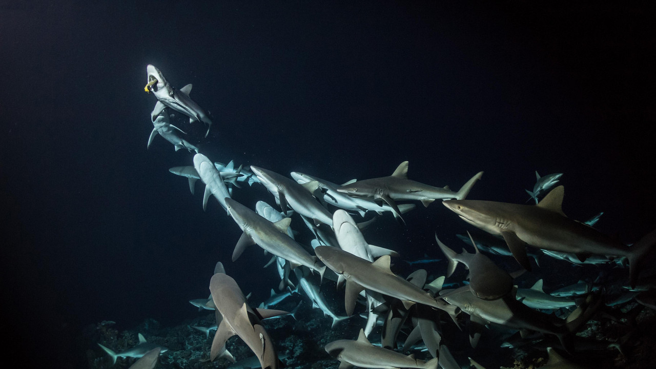 700 requins dans la nuit - 剧照