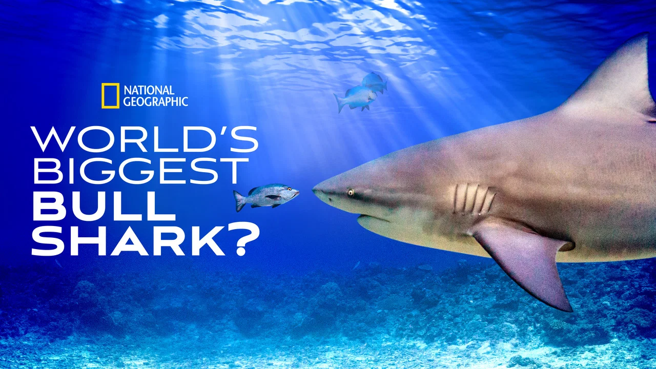 World's Biggest Bull Shark? - 剧照