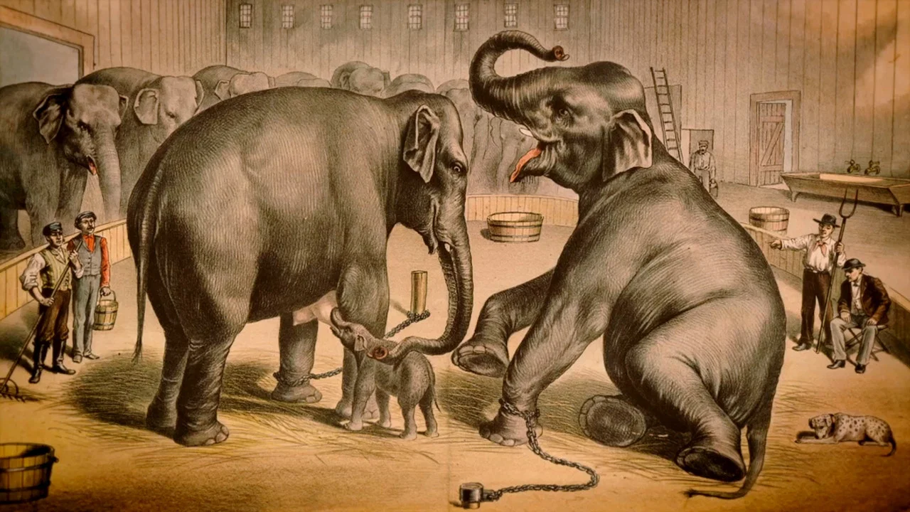 La Tragique Histoire de Fritz l'&eacute;l&eacute;phant - 剧照