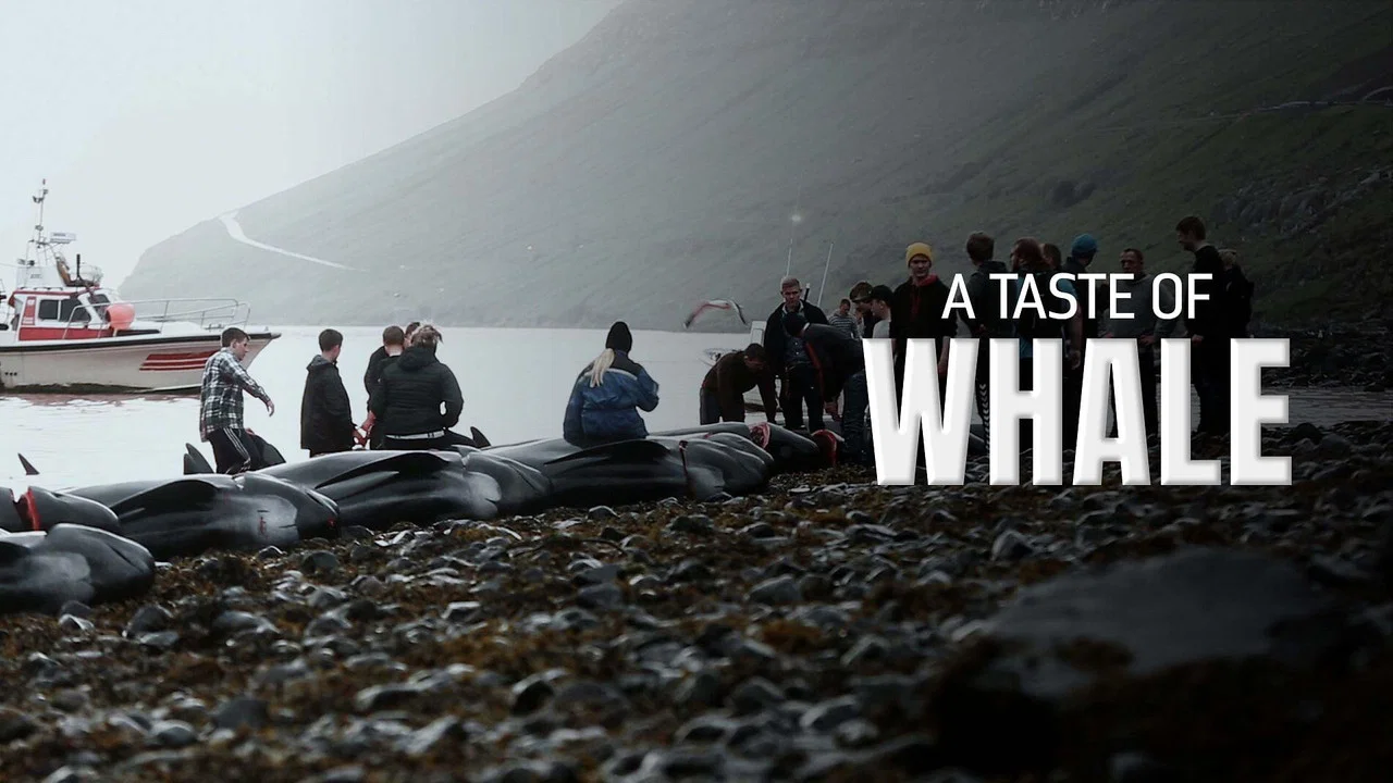 A Taste of Whale - 剧照
