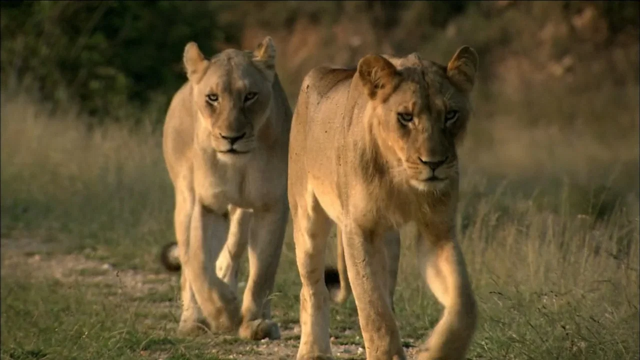 The White Lions - 剧照