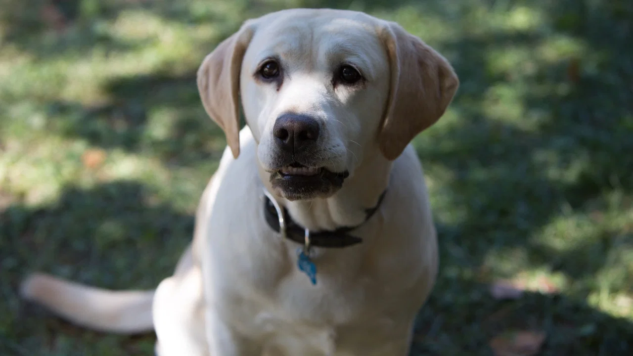 The Dog Who Saved Easter - 剧照