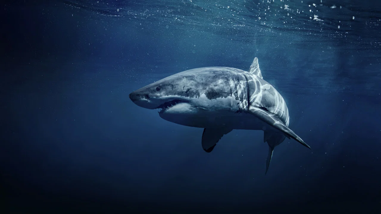 50 Shades of Sharks - 剧照
