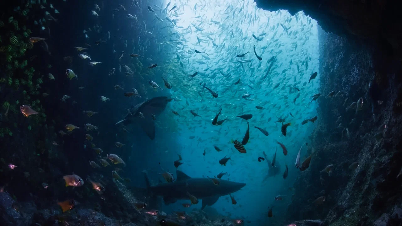 Ocean Odyssey - 剧照