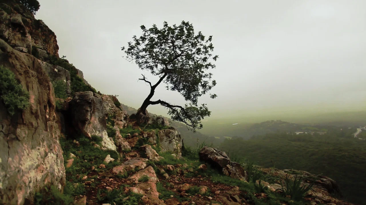 Is Mindfulness Right for You? - 剧照