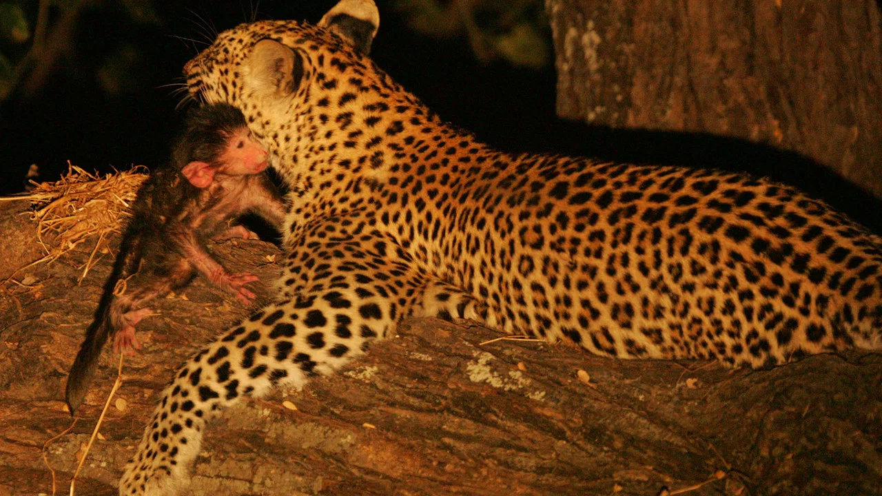 Eye of the Leopard - 剧照