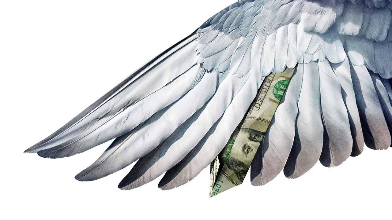 Million Dollar Pigeons - 剧照
