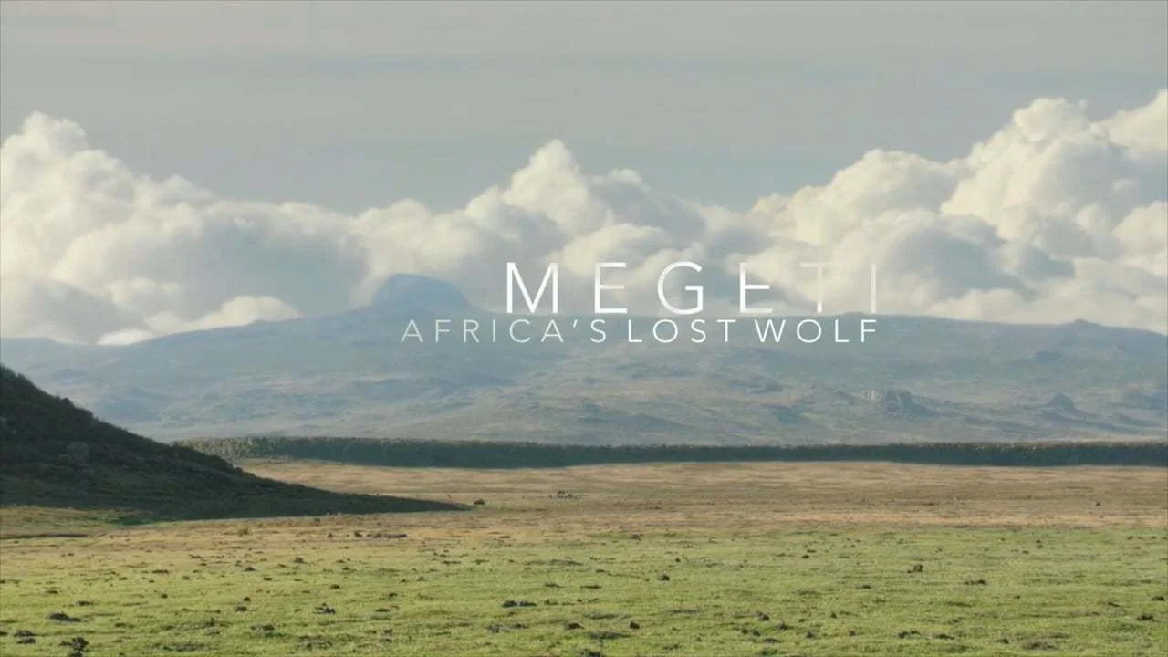 Megeti - Africa's Lost Wolf - 剧照