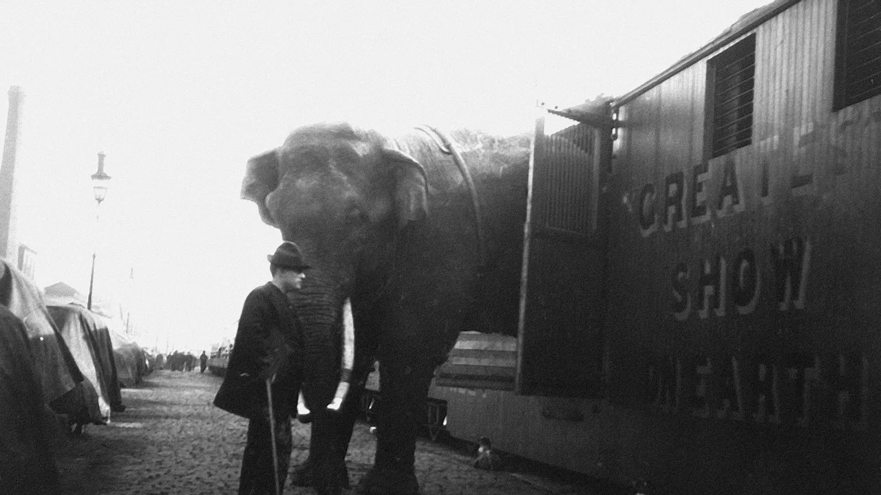 La Tragique Histoire de Fritz l'&eacute;l&eacute;phant - 剧照
