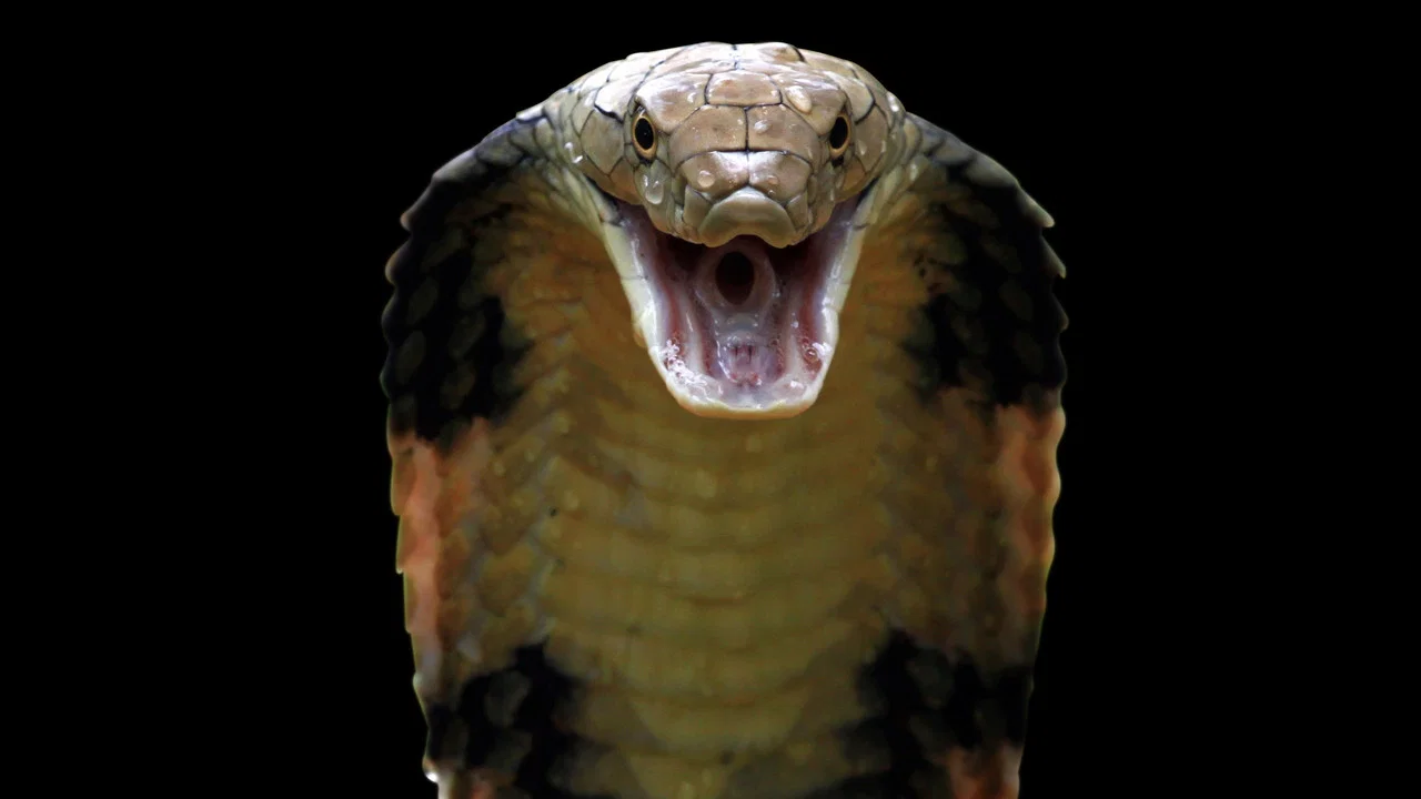 Killer Snakes - 剧照