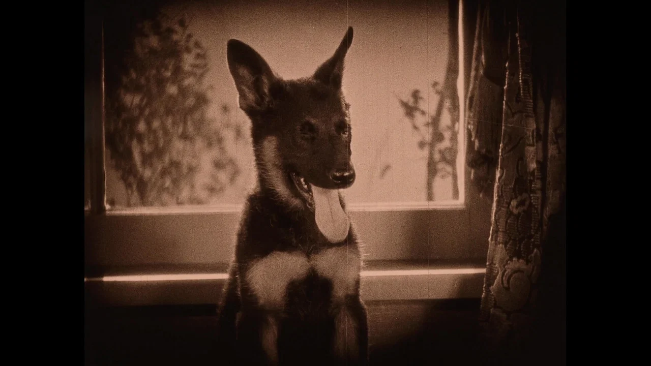 Wonder Dogs! Canine Stars of the Silent Era (1898-1928) - 剧照