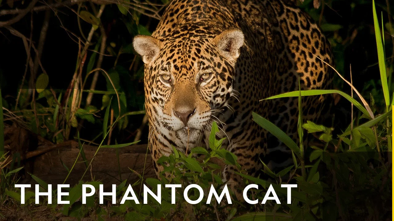 The Phantom Cat - 剧照