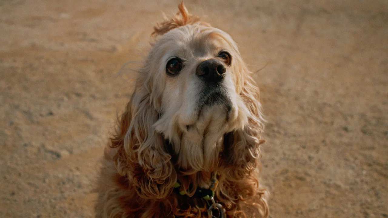Dog in Translation - 剧照