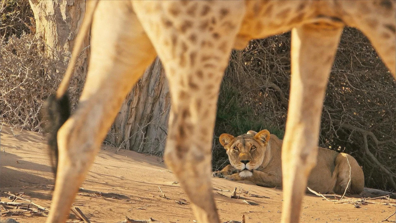 Lions of the Skeleton Coast - 剧照