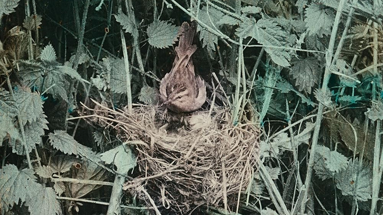 Les oiseaux chez eux - 剧照