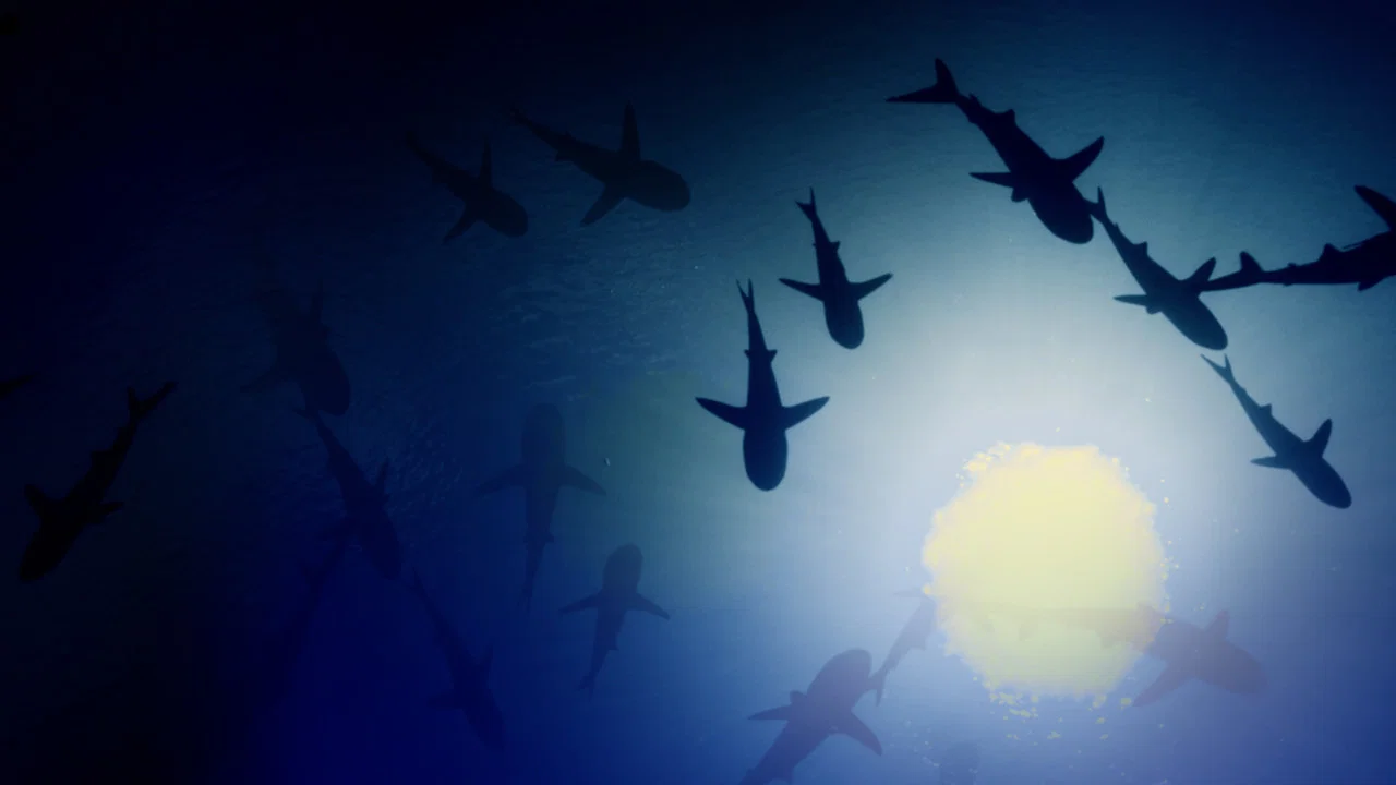 700 requins dans la nuit - 剧照