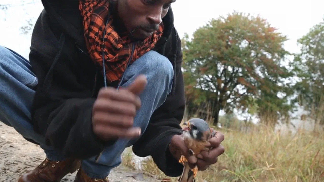 The Falconer - 剧照