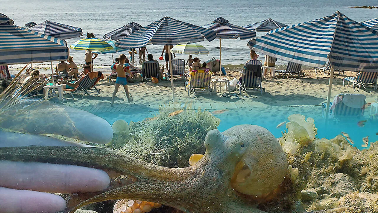 Der Strand: Tierisches aus dem Ferienparadies - 剧照