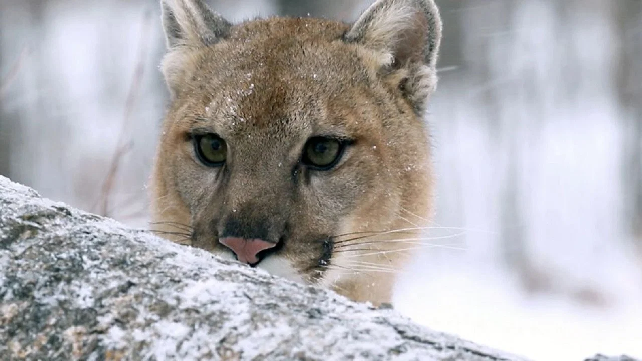 Puma, le fant&ocirc;me du G&eacute;vaudan - 剧照