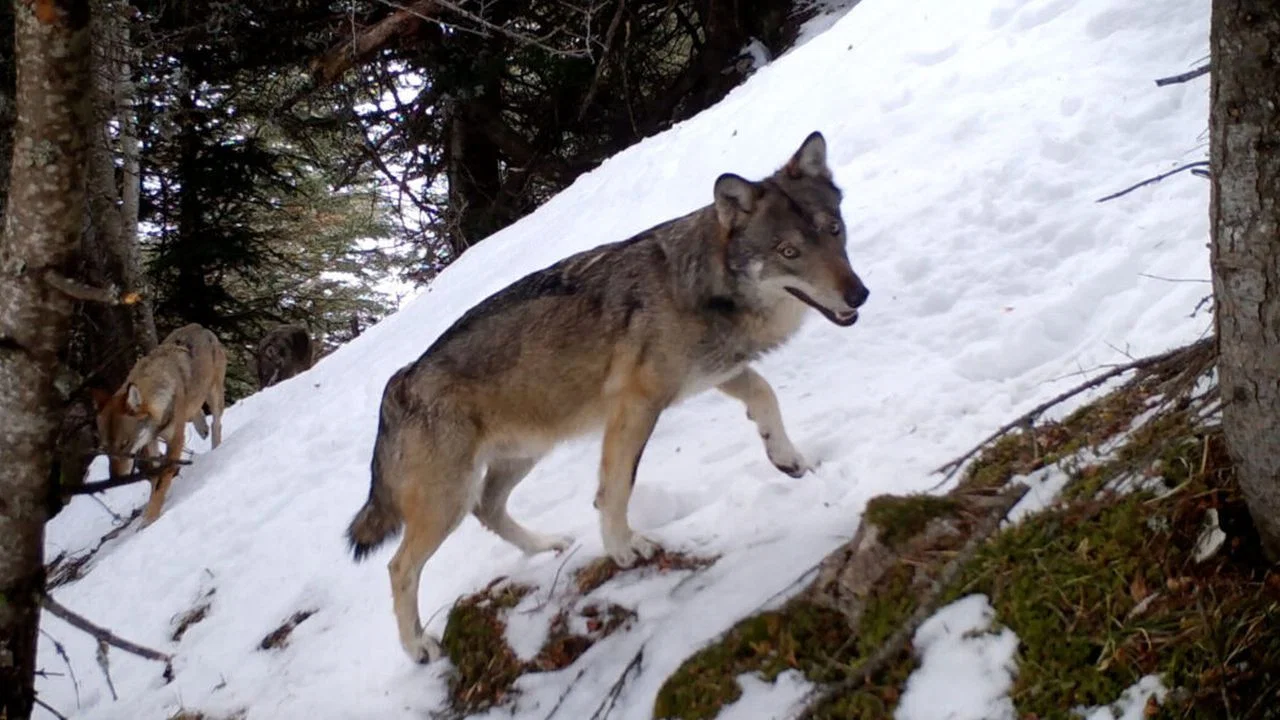 Vivre avec les loups - 剧照
