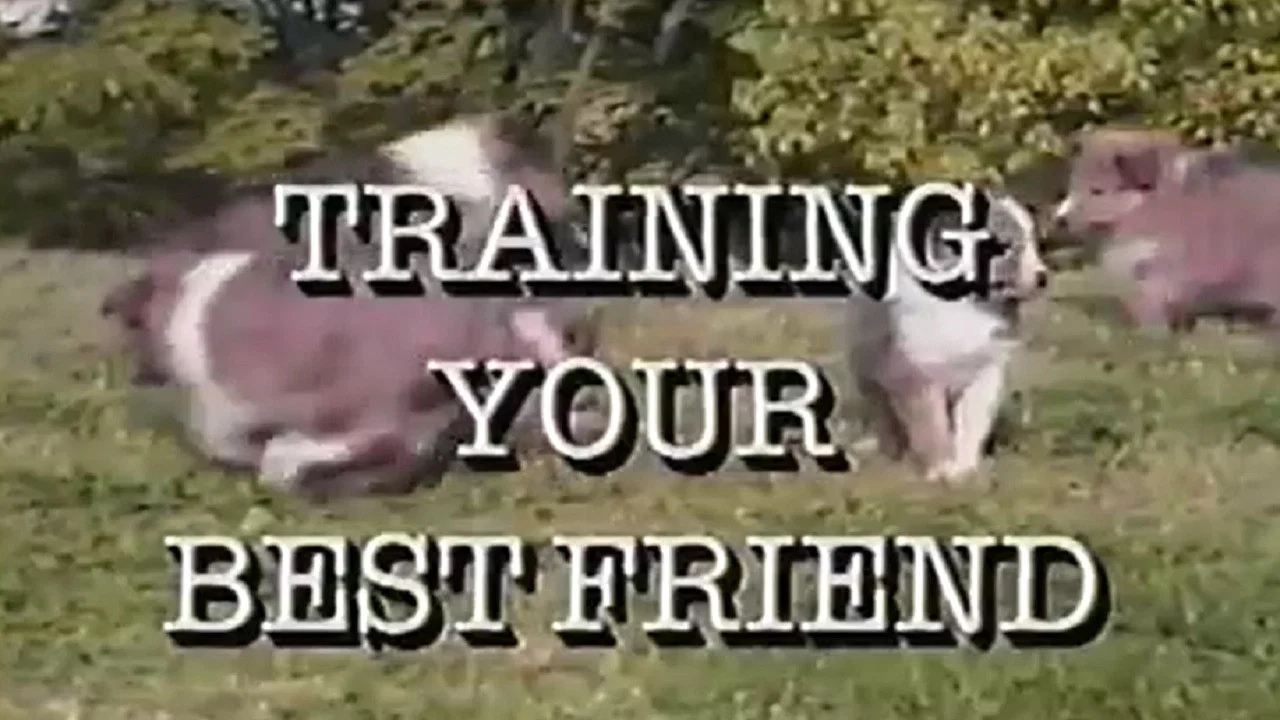 Training Your Best Friend - 剧照