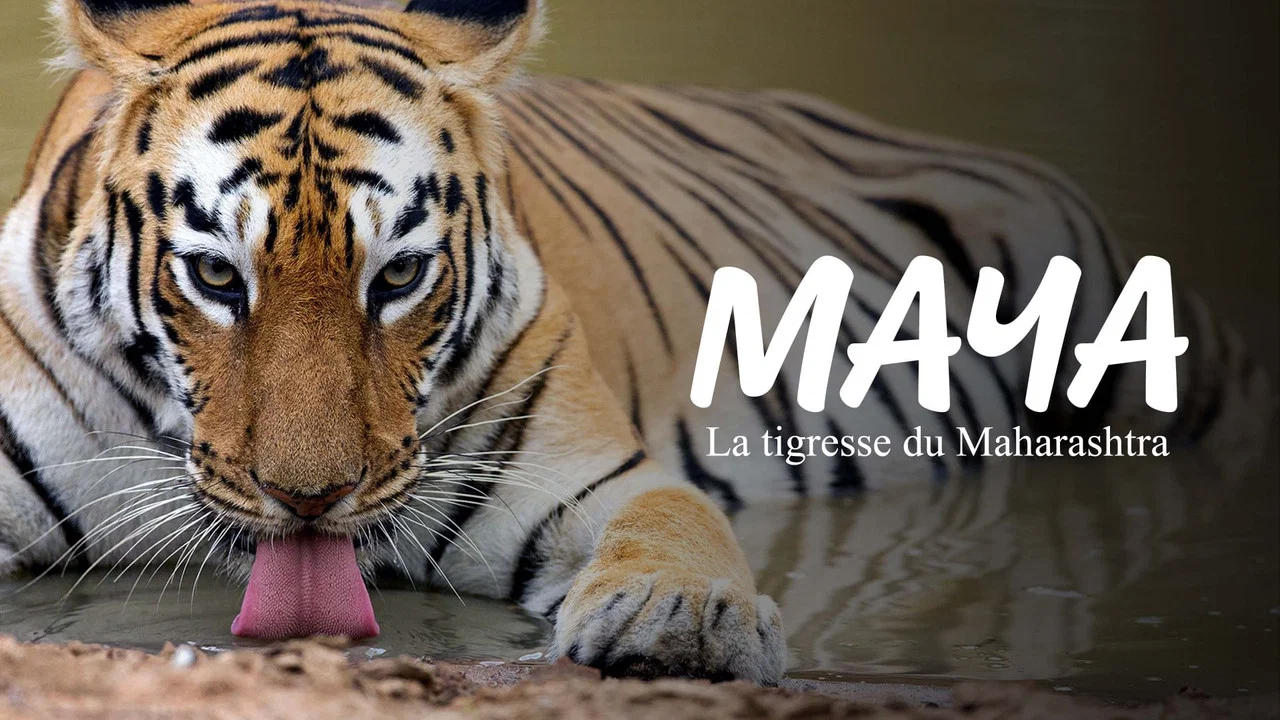 Maya, la tigresse du Maharashtra - 剧照