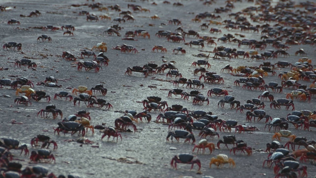 Providencia March of the Crabs - 剧照
