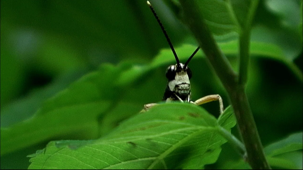 Beetle Queen Conquers Tokyo - 剧照