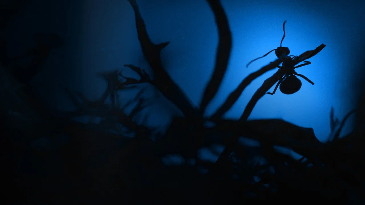 Le Royaume des fourmis - 剧照