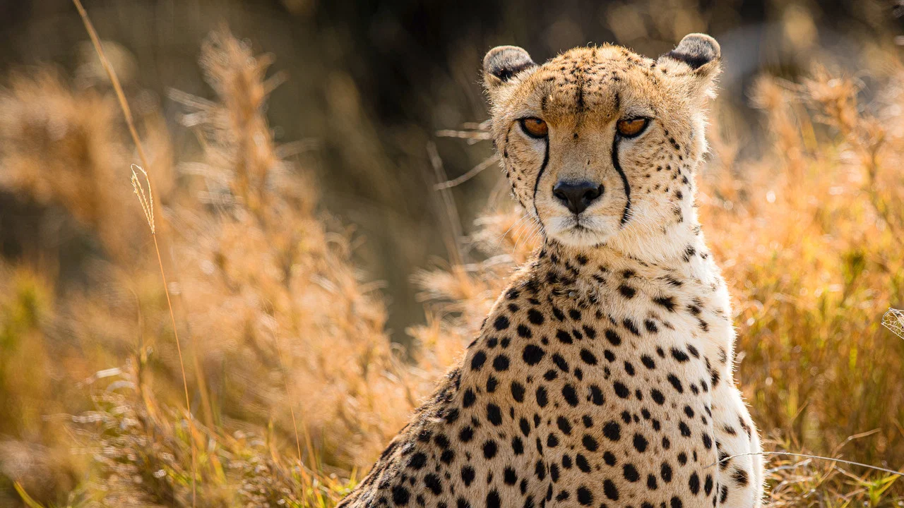 Cat Wars: Lion vs. Cheetah - 剧照