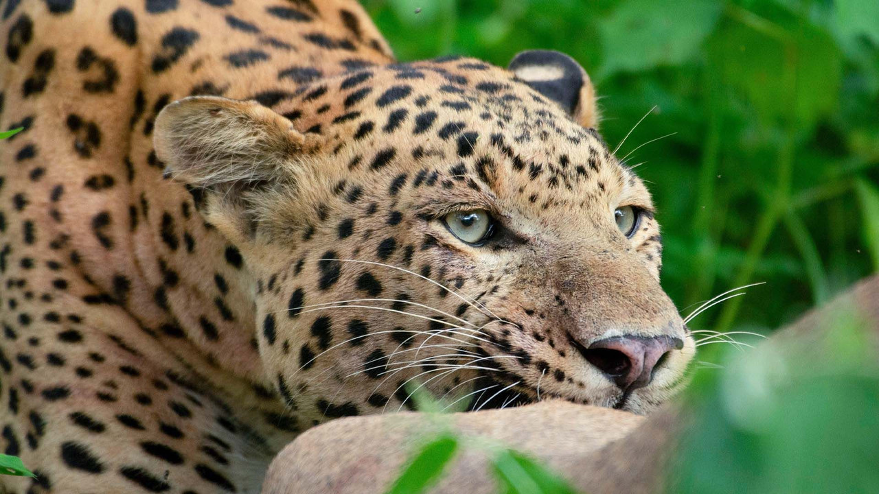 Leopard Dynasty &ndash; The Rise of Rana - 剧照