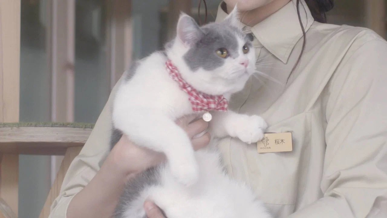猫咪咖啡厅 - 剧照