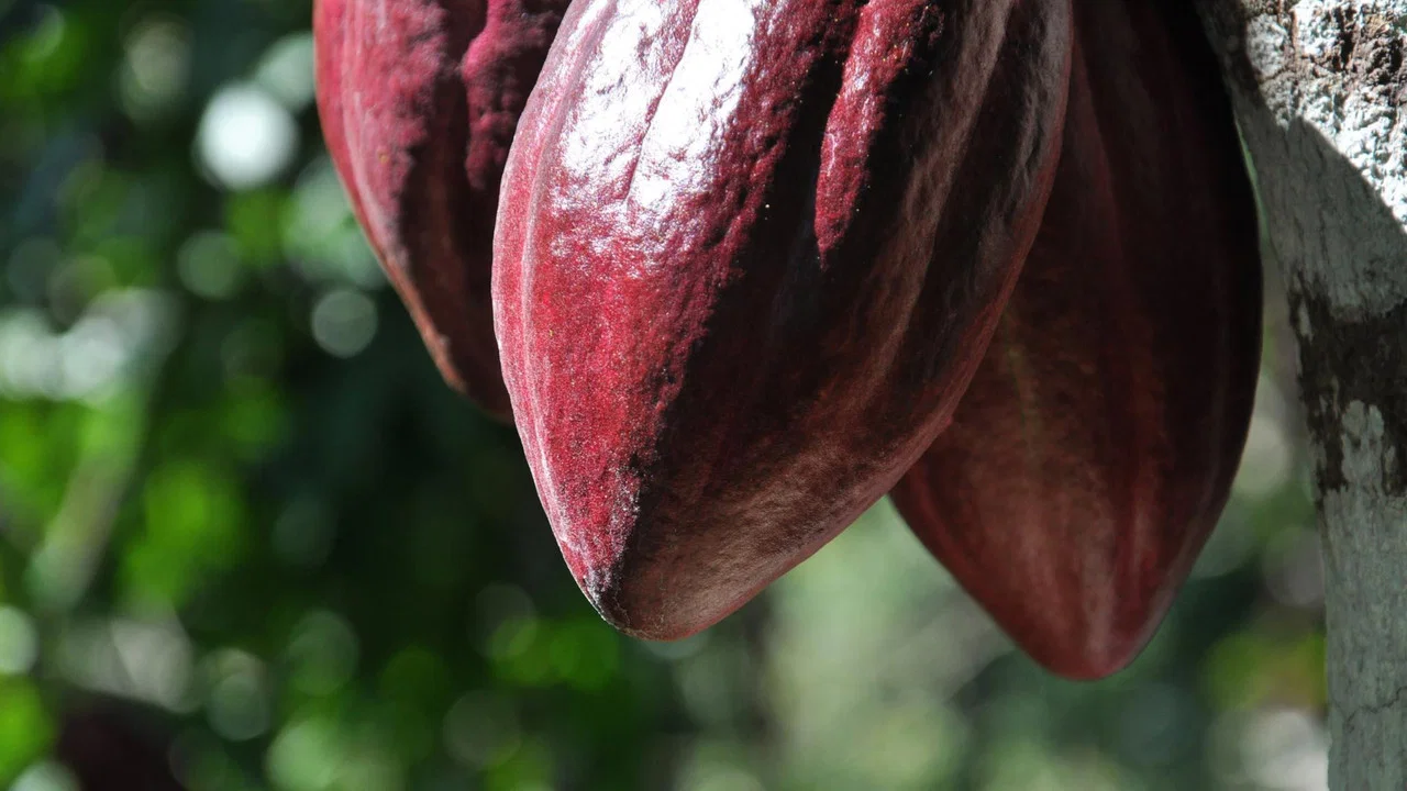 The Chocolate Farmer - 剧照
