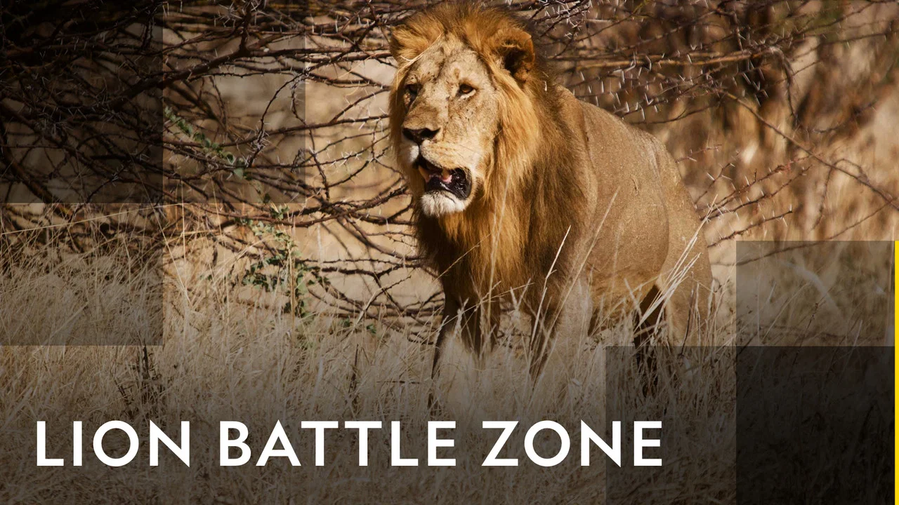 Lion Battle Zone - 剧照