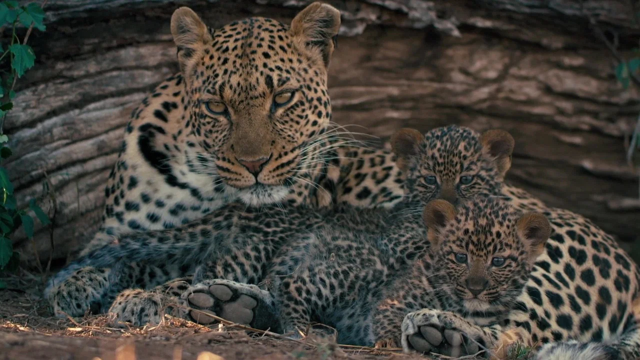 Mashatu: Land of Leopards - 剧照