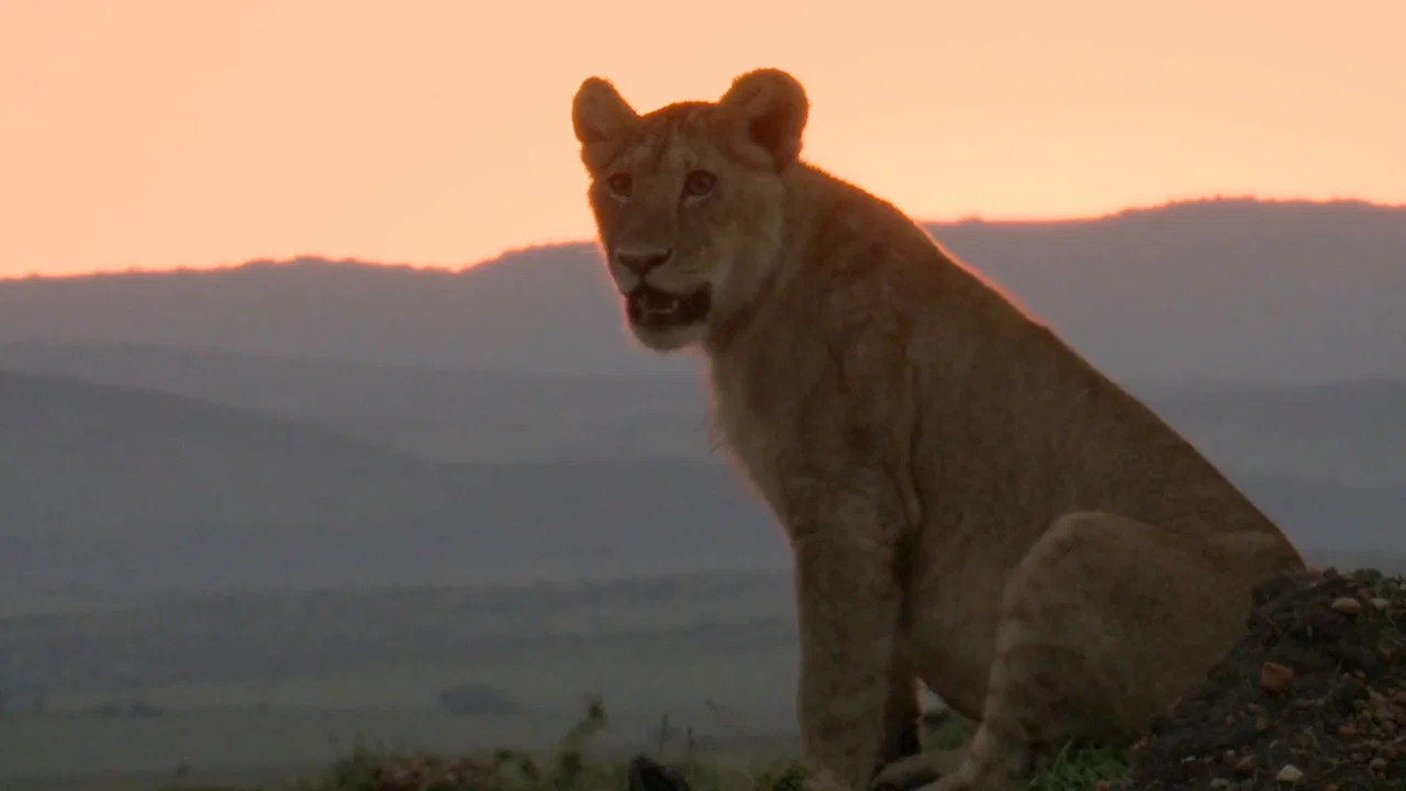 Lions Rule - 剧照