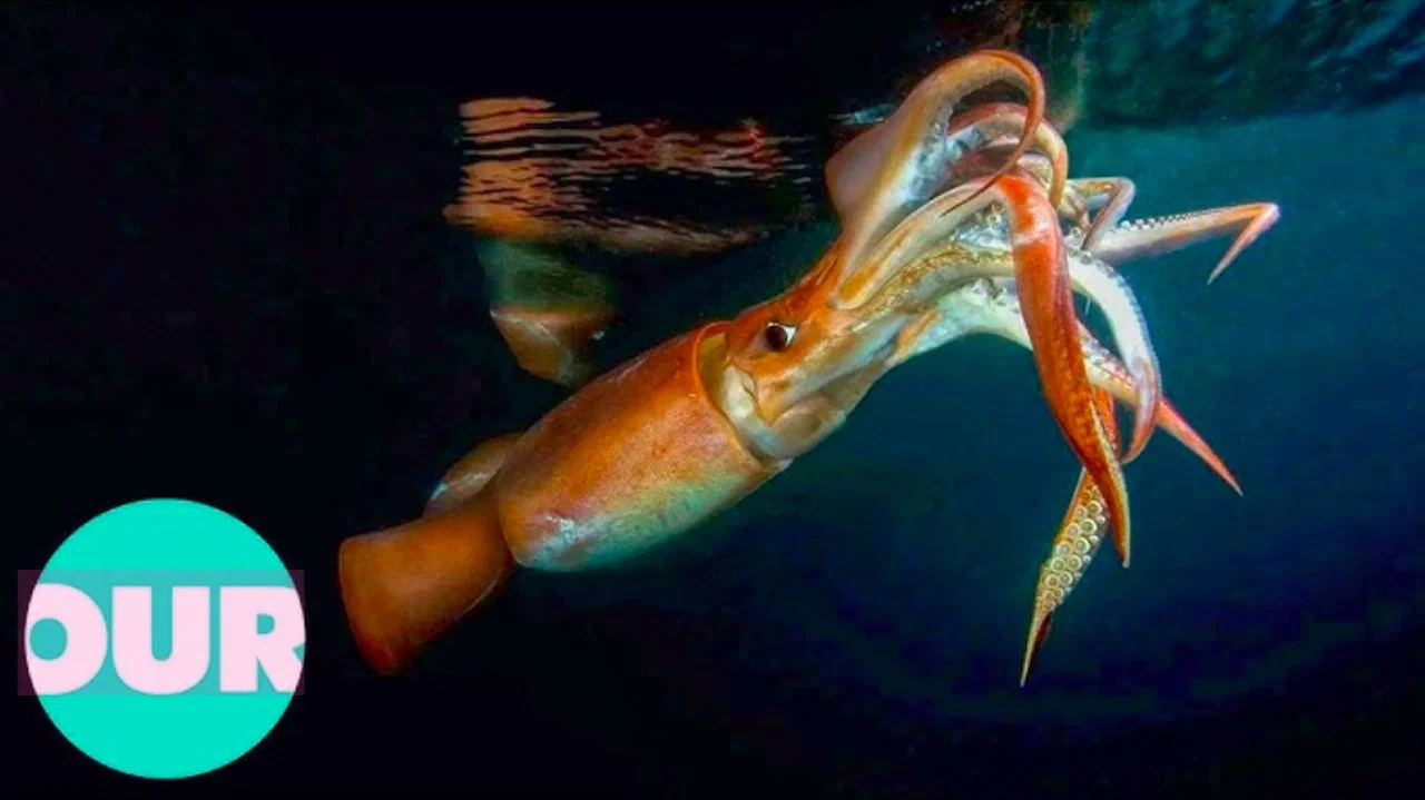 The Truth About Killer Squid - 剧照