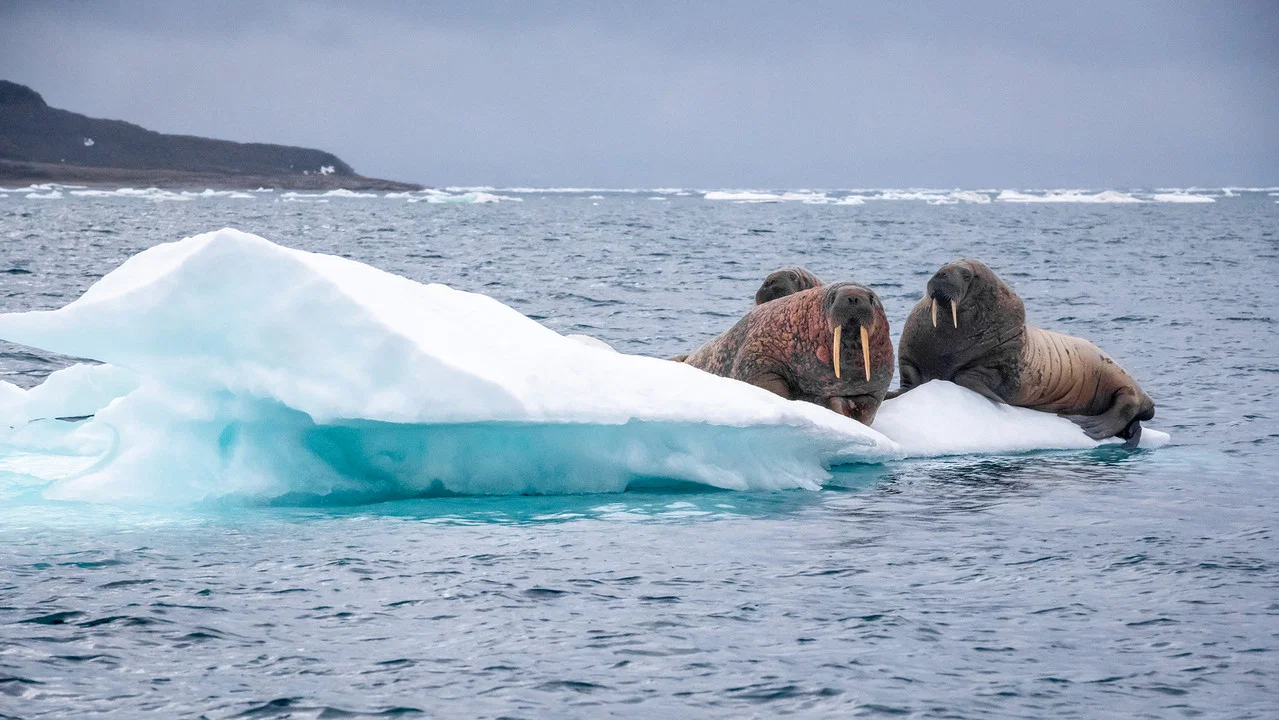 Odyss&eacute;e sous les glaces - 剧照